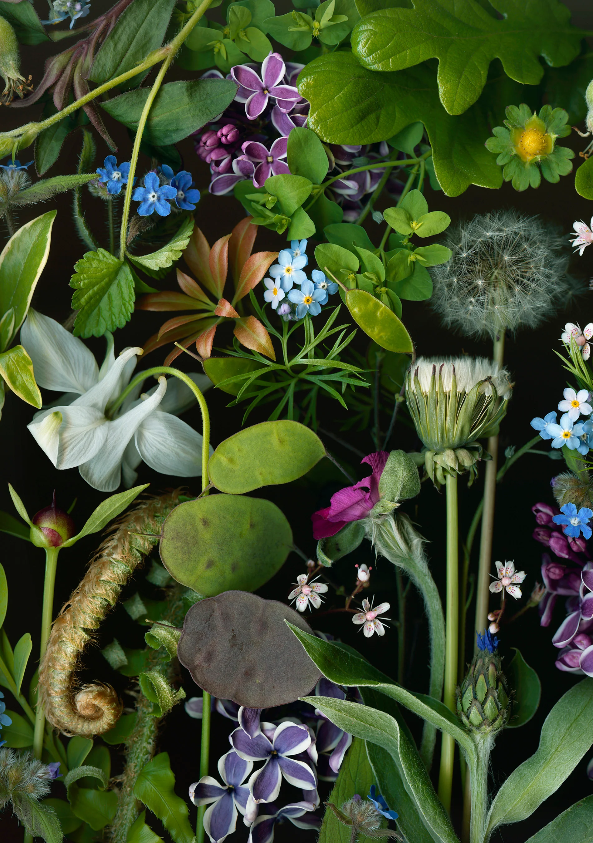 Deb Stoner: Flora Boxed Notecard Assortment 2 Deb Stoner: Flora Boxed Notecard Assortment