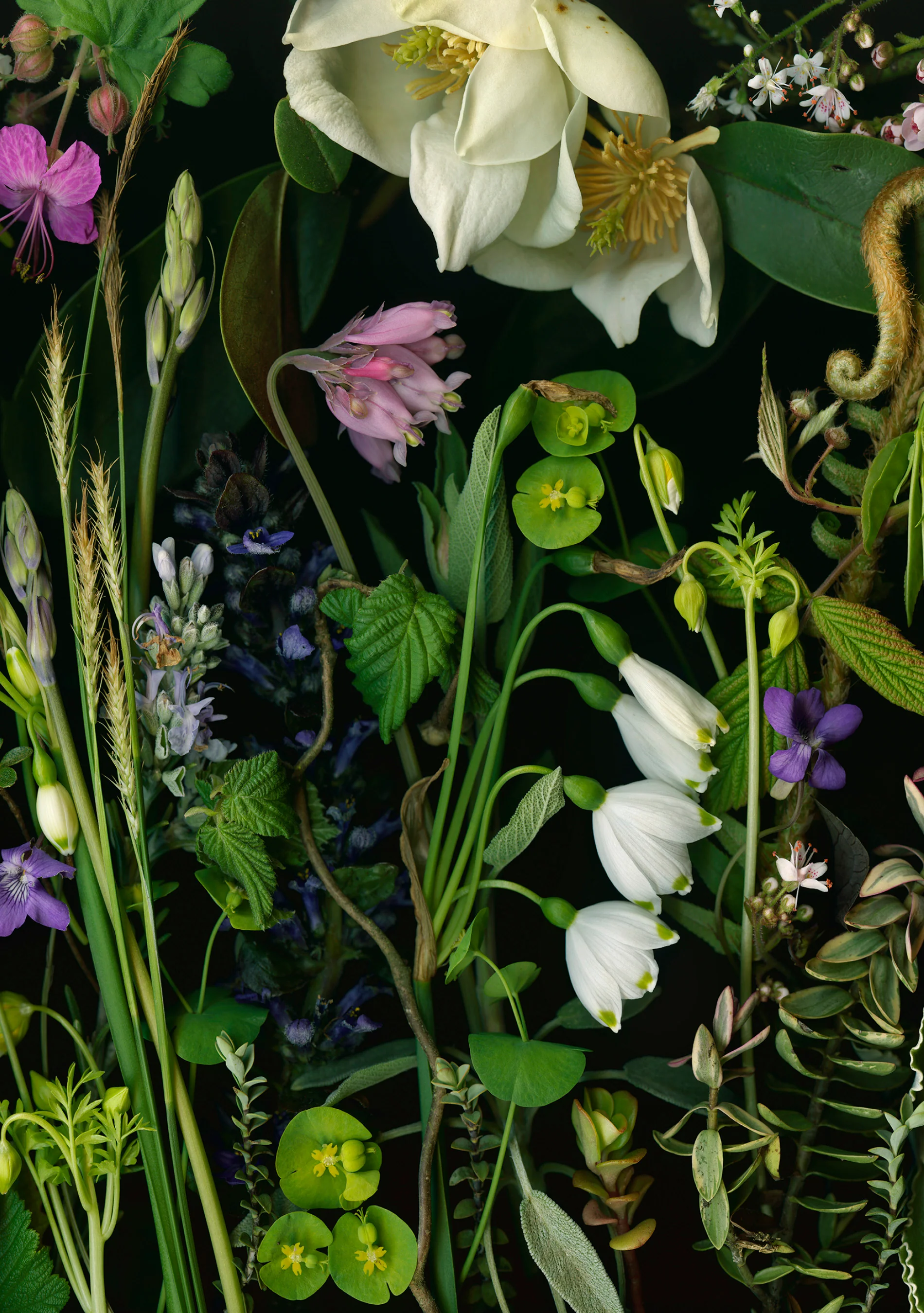 Deb Stoner: Flora Boxed Notecard Assortment 4 Deb Stoner: Flora Boxed Notecard Assortment