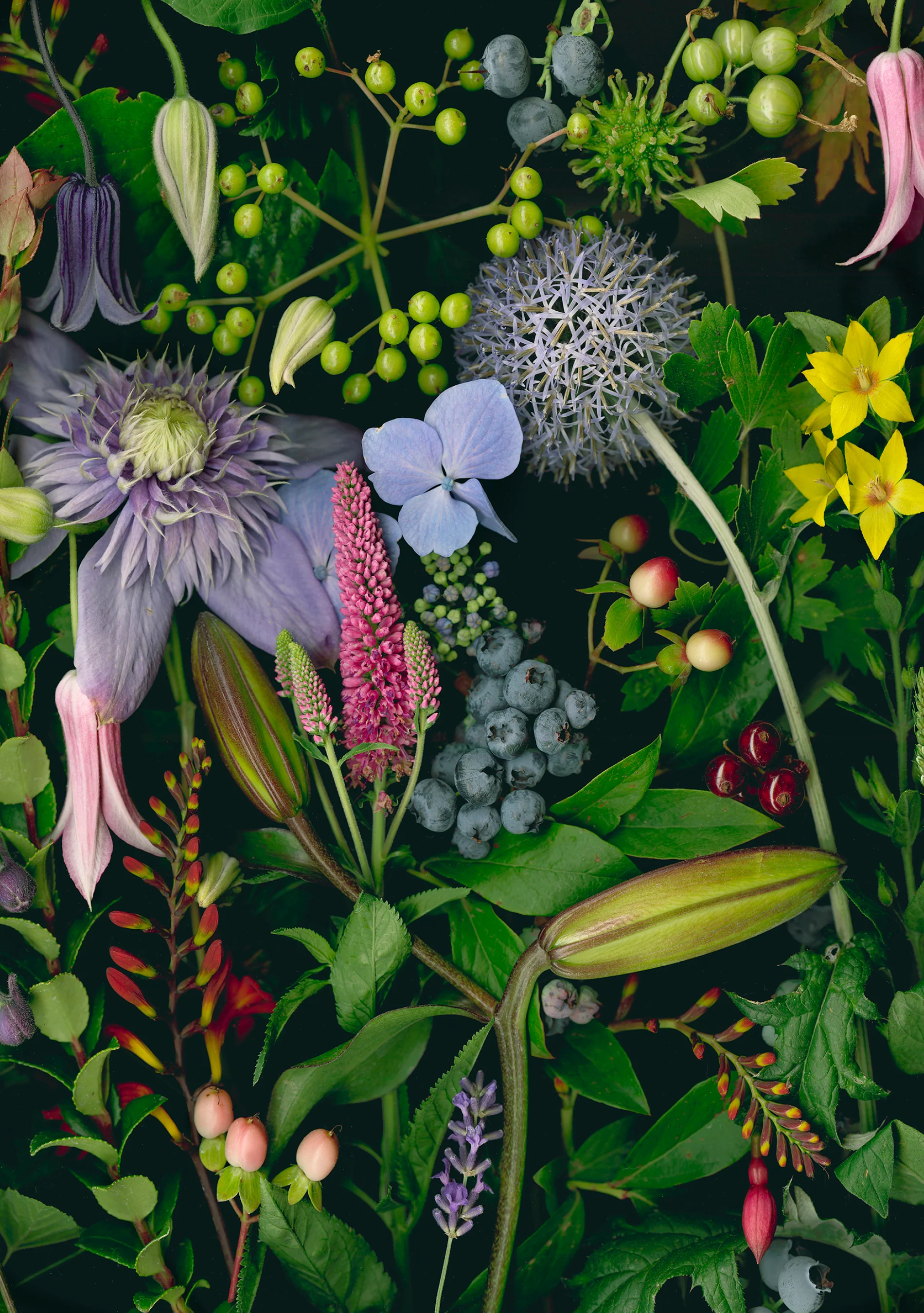 Deb Stoner: Flora Boxed Notecard Assortment 5 Deb Stoner: Flora Boxed Notecard Assortment