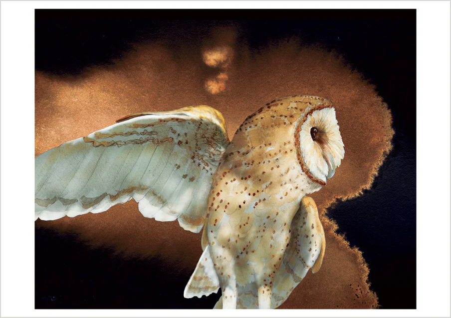 Barn Owls by Jeannine Chappell Boxed Notecard Assortment