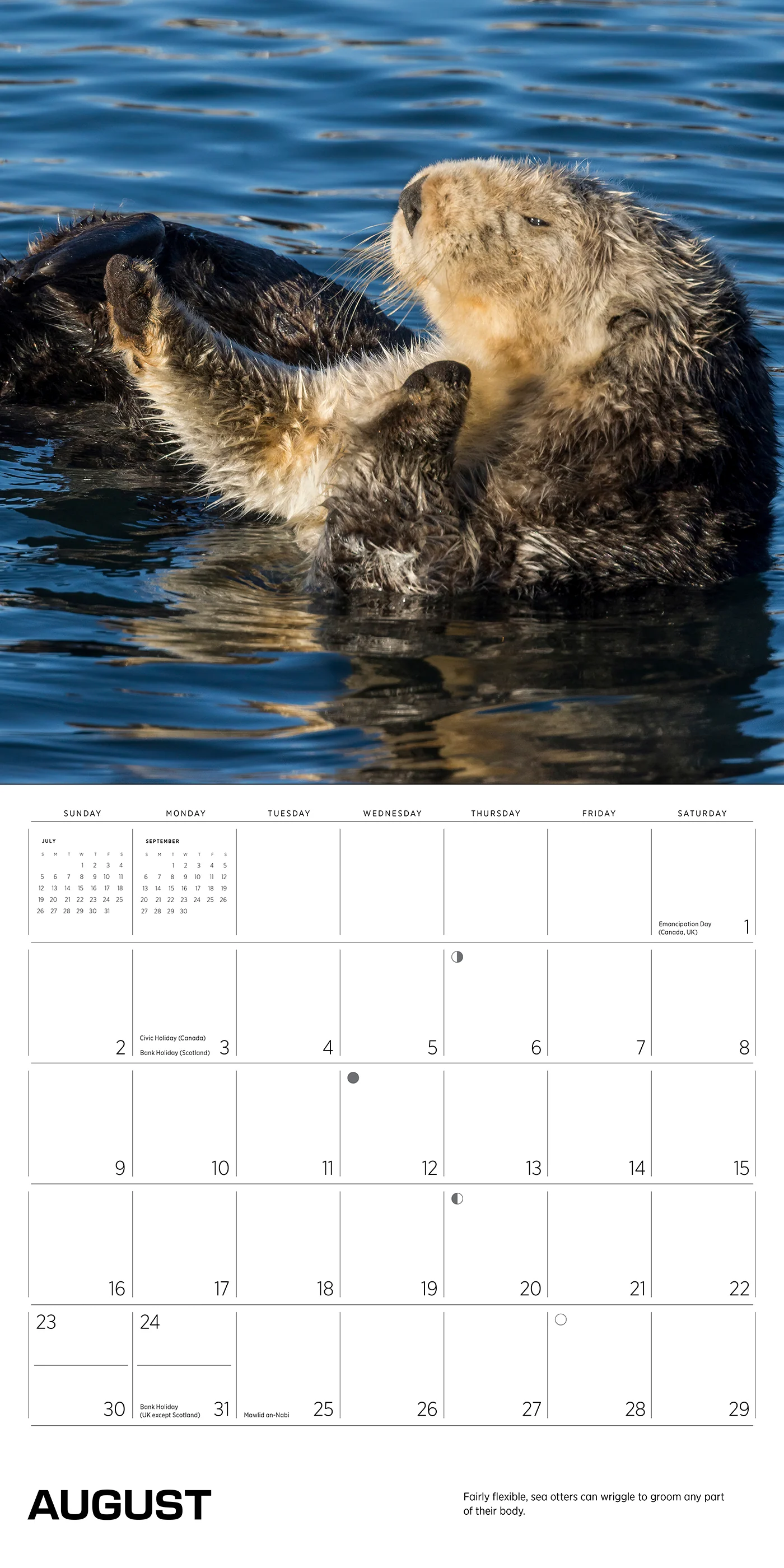 Sea Otters: Photographs by Tom and Pat Leeson 2026 Wall Calendar 4 Sea Otters: Photographs by Tom and Pat Leeson 2026 Wall Calendar