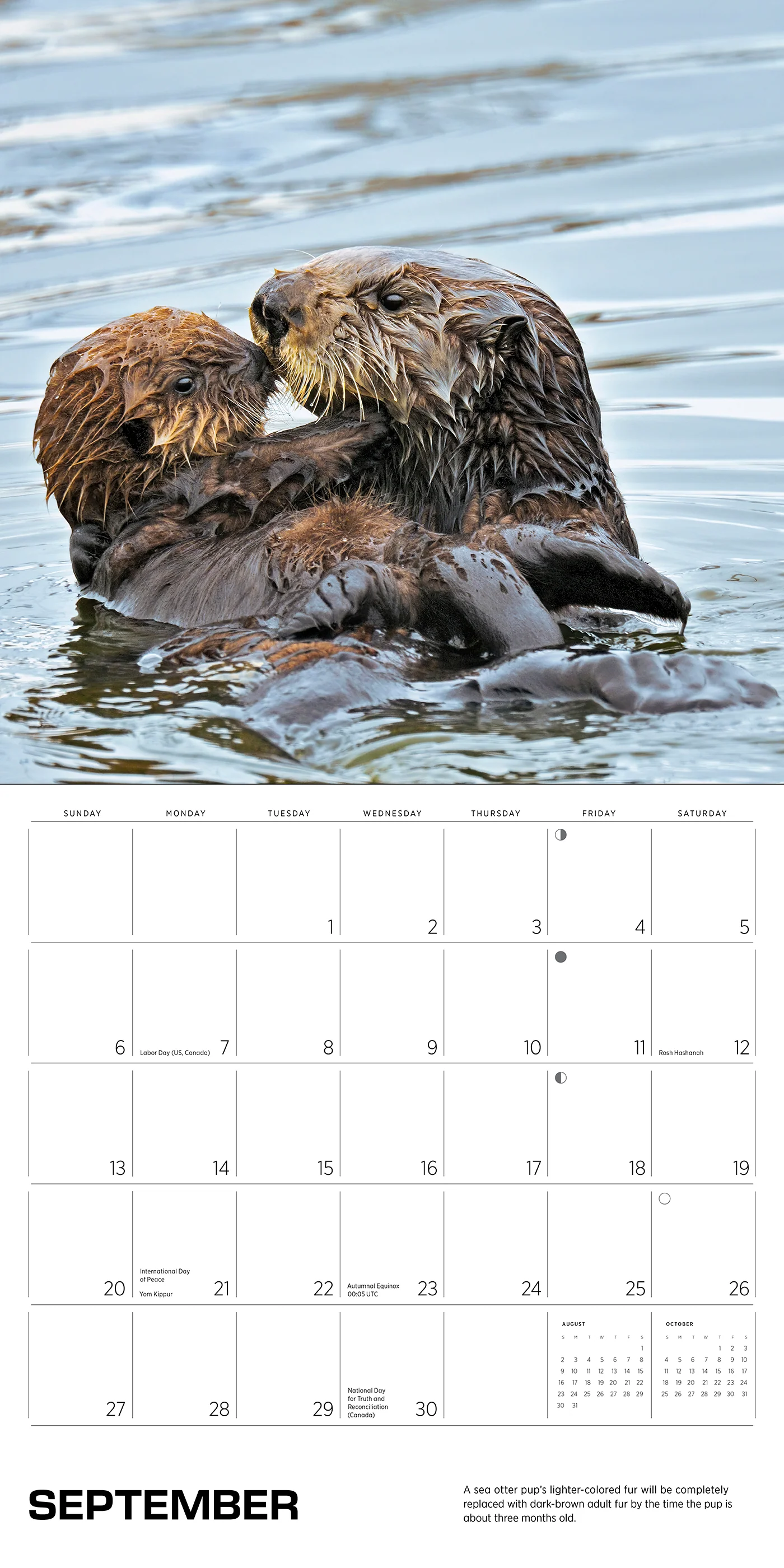 Sea Otters: Photographs by Tom and Pat Leeson 2026 Wall Calendar 5 Sea Otters: Photographs by Tom and Pat Leeson 2026 Wall Calendar