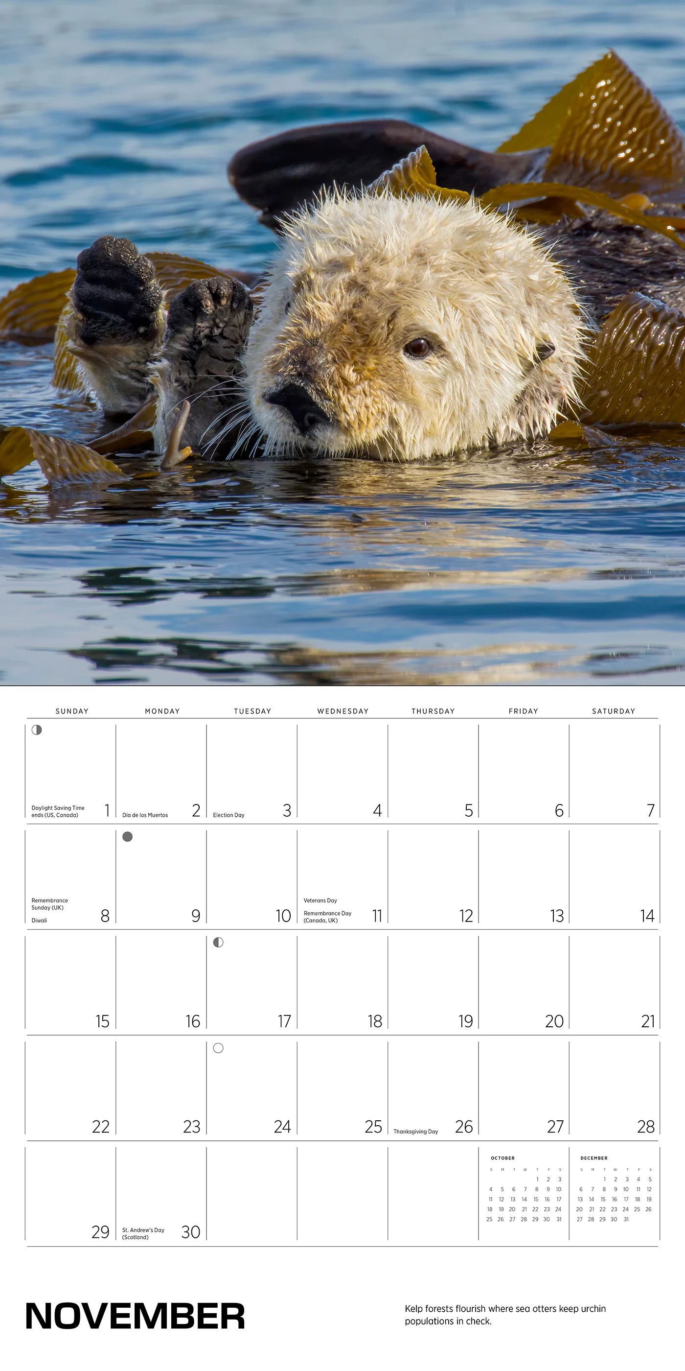 Sea Otters: Photographs by Tom and Pat Leeson 2026 Wall Calendar 7 Sea Otters: Photographs by Tom and Pat Leeson 2026 Wall Calendar