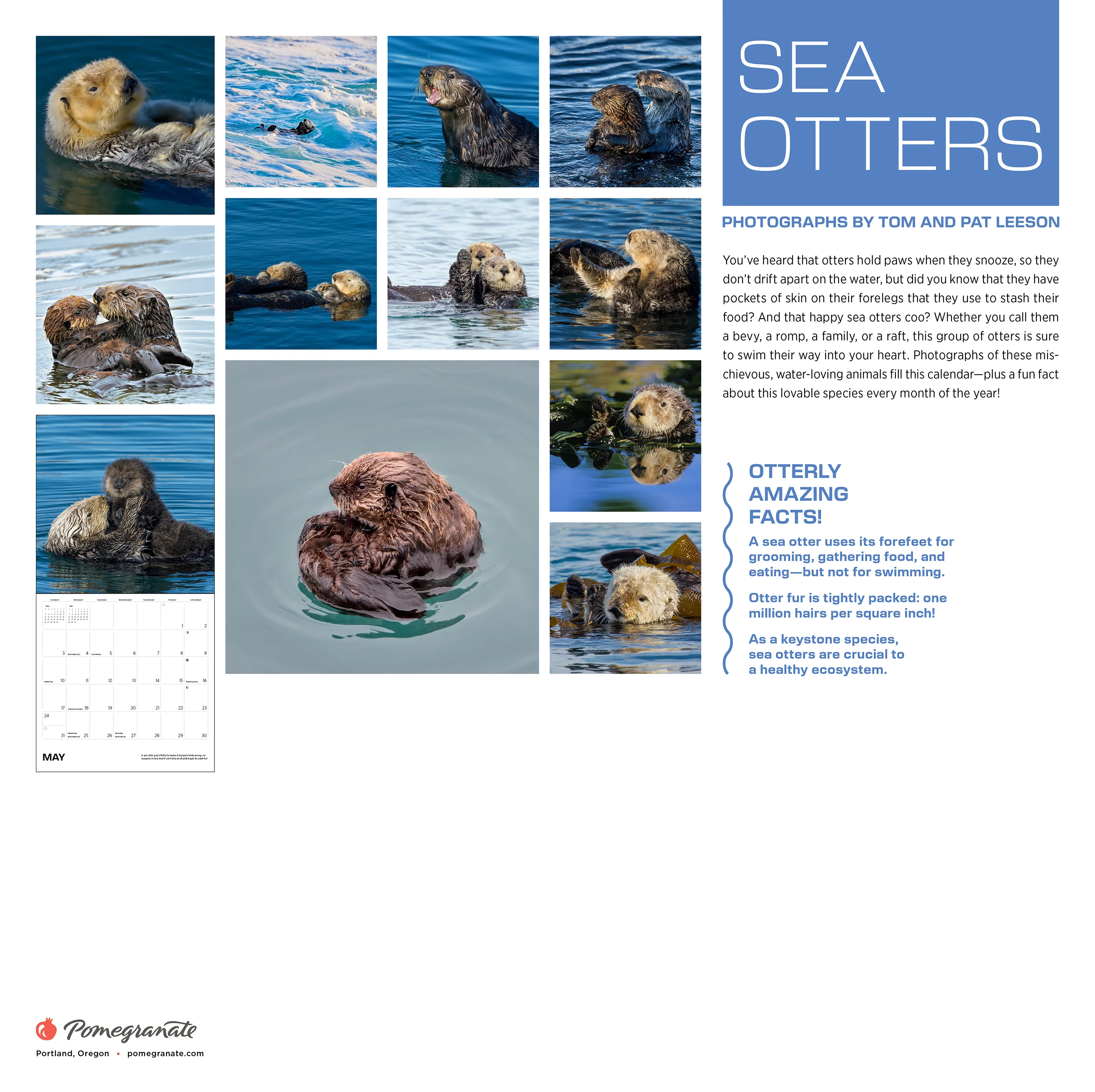 Sea Otters: Photographs by Tom and Pat Leeson 2026 Wall Calendar 8 Sea Otters: Photographs by Tom and Pat Leeson 2026 Wall Calendar