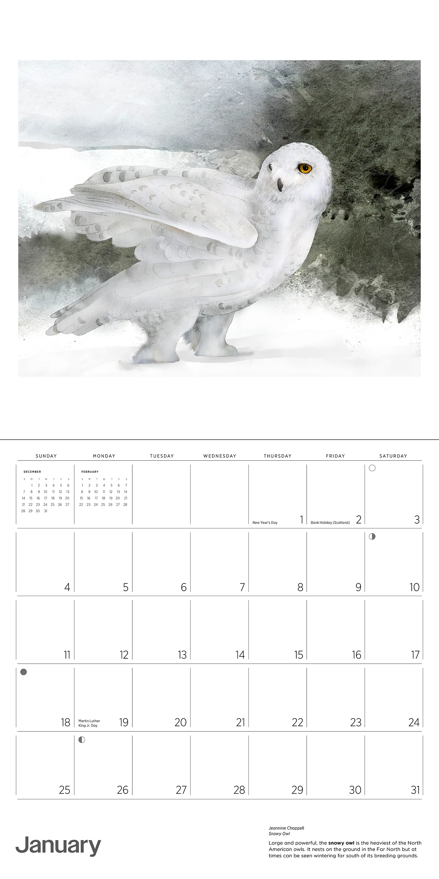Owls: Jeannine Chappell 2026 Wall Calendar 3 Owls: Jeannine Chappell 2026 Wall Calendar