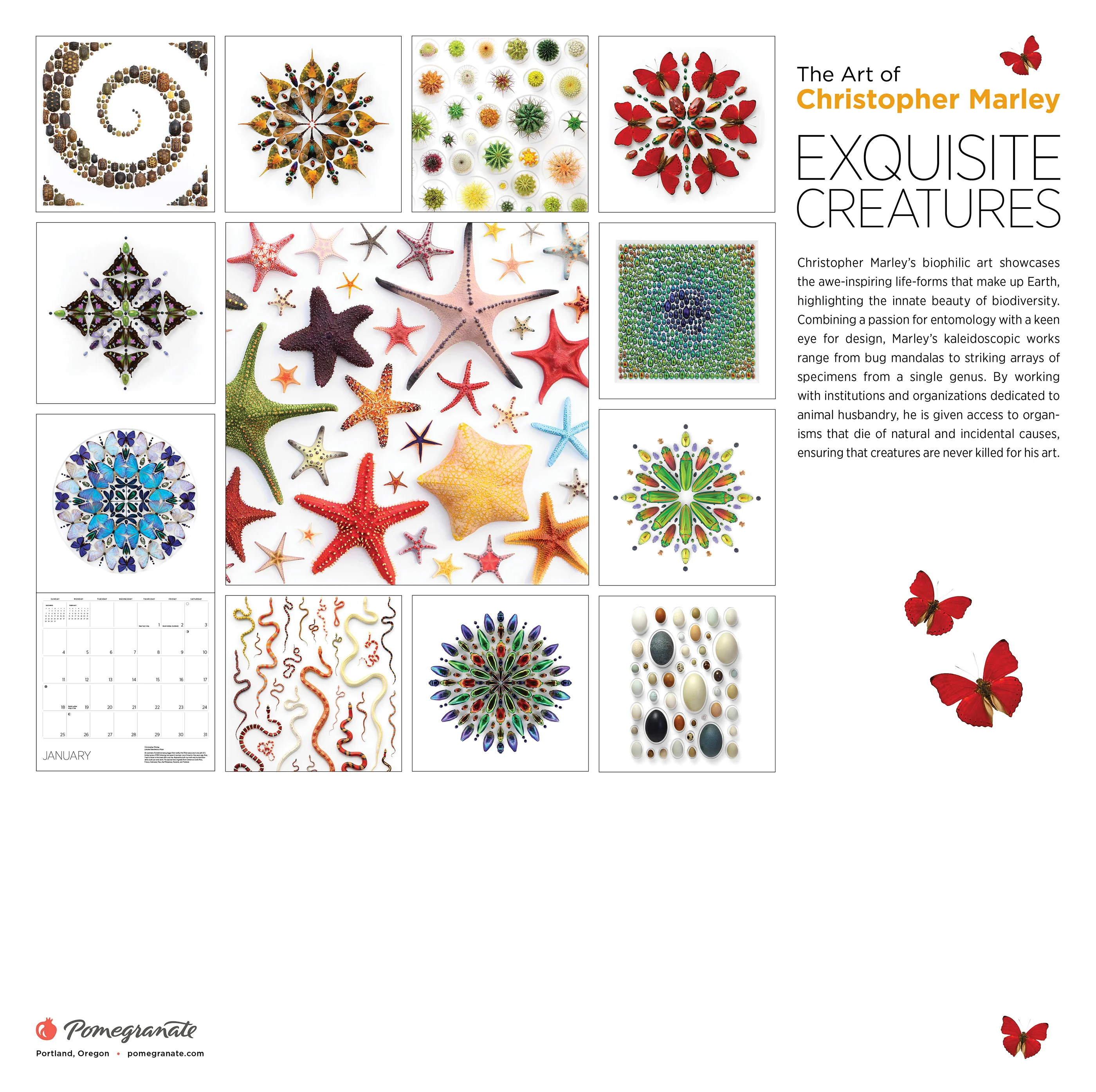 Exquisite Creatures: The Art of Christopher Marley 2026 Wall Calendar 8 Exquisite Creatures: The Art of Christopher Marley 2026 Wall Calendar