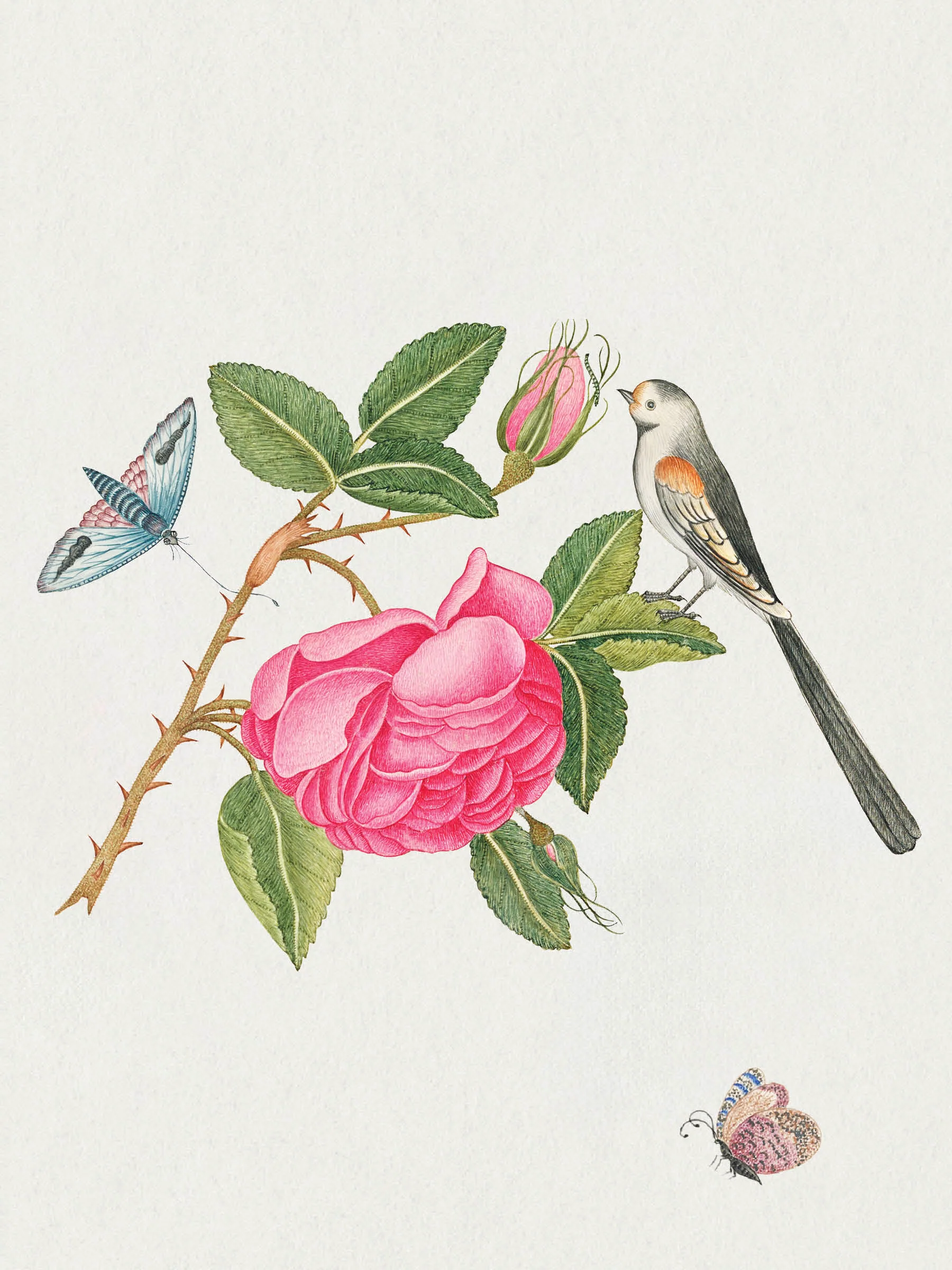 Flowers, Birds & Butterflies Celebrations Boxed Notecards