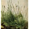 Albrecht Dürer: The Great Piece of Turf Postcard