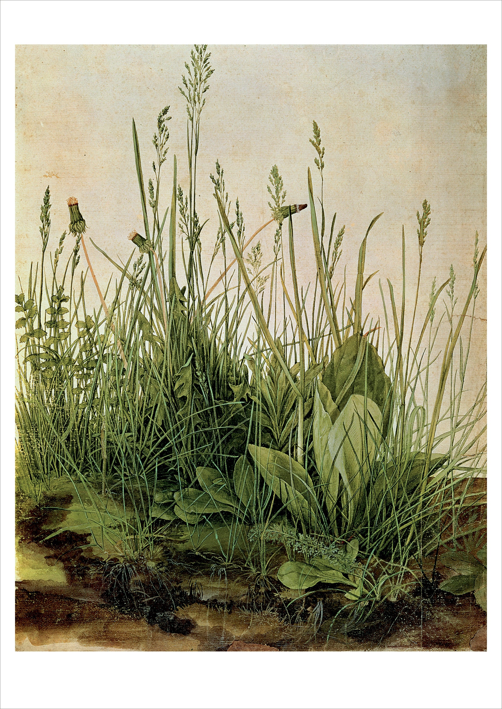 Albrecht Dürer: The Great Piece of Turf Postcard