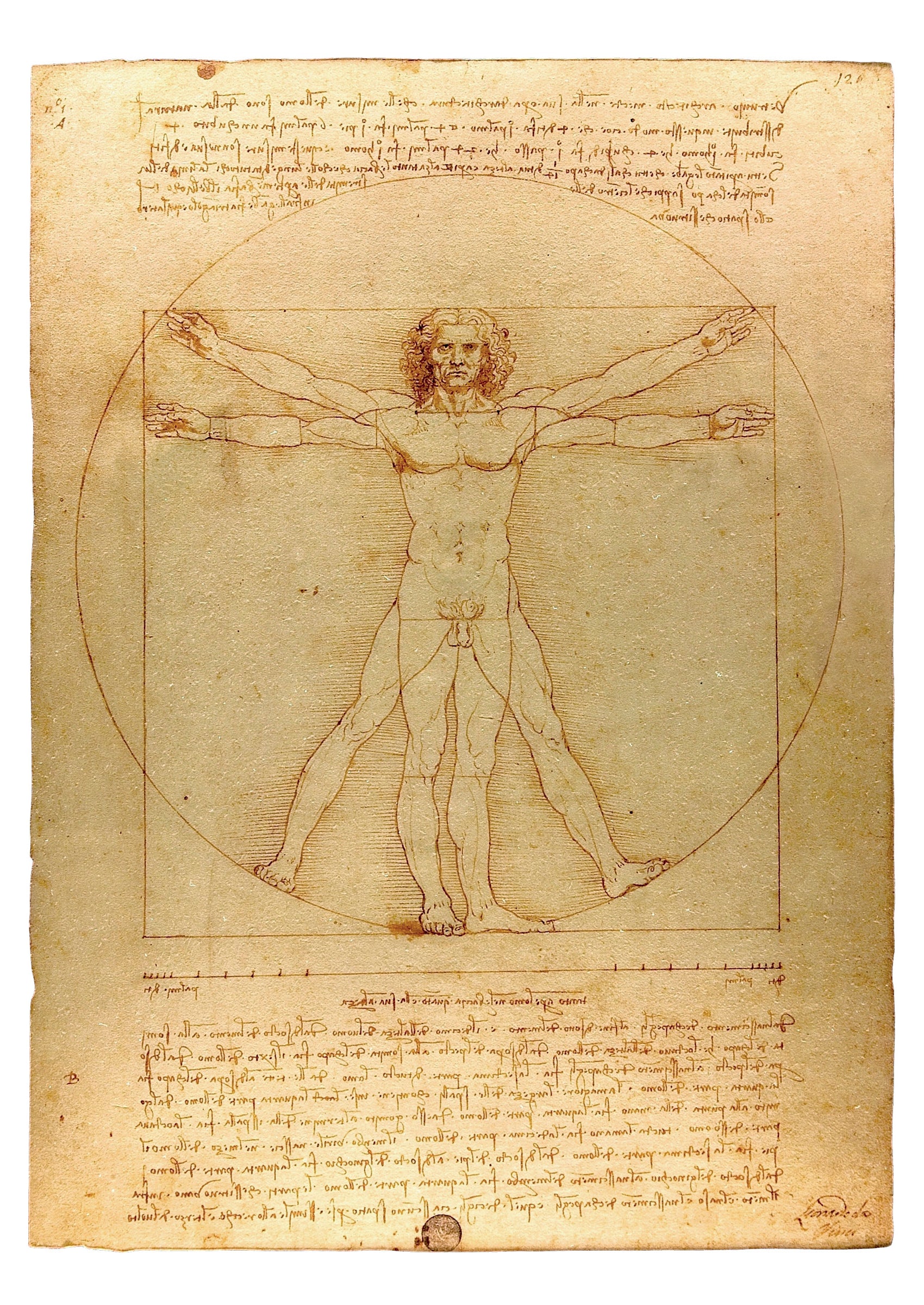Leonardo da Vinci: Vitruvian Man Postcard