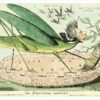 The Political Locust Postcard