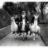 Ampthill House Llama Farm Postcard