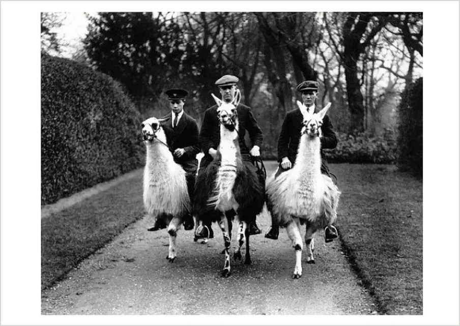 Ampthill House Llama Farm Postcard