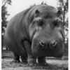 Yard Hippo Postcard