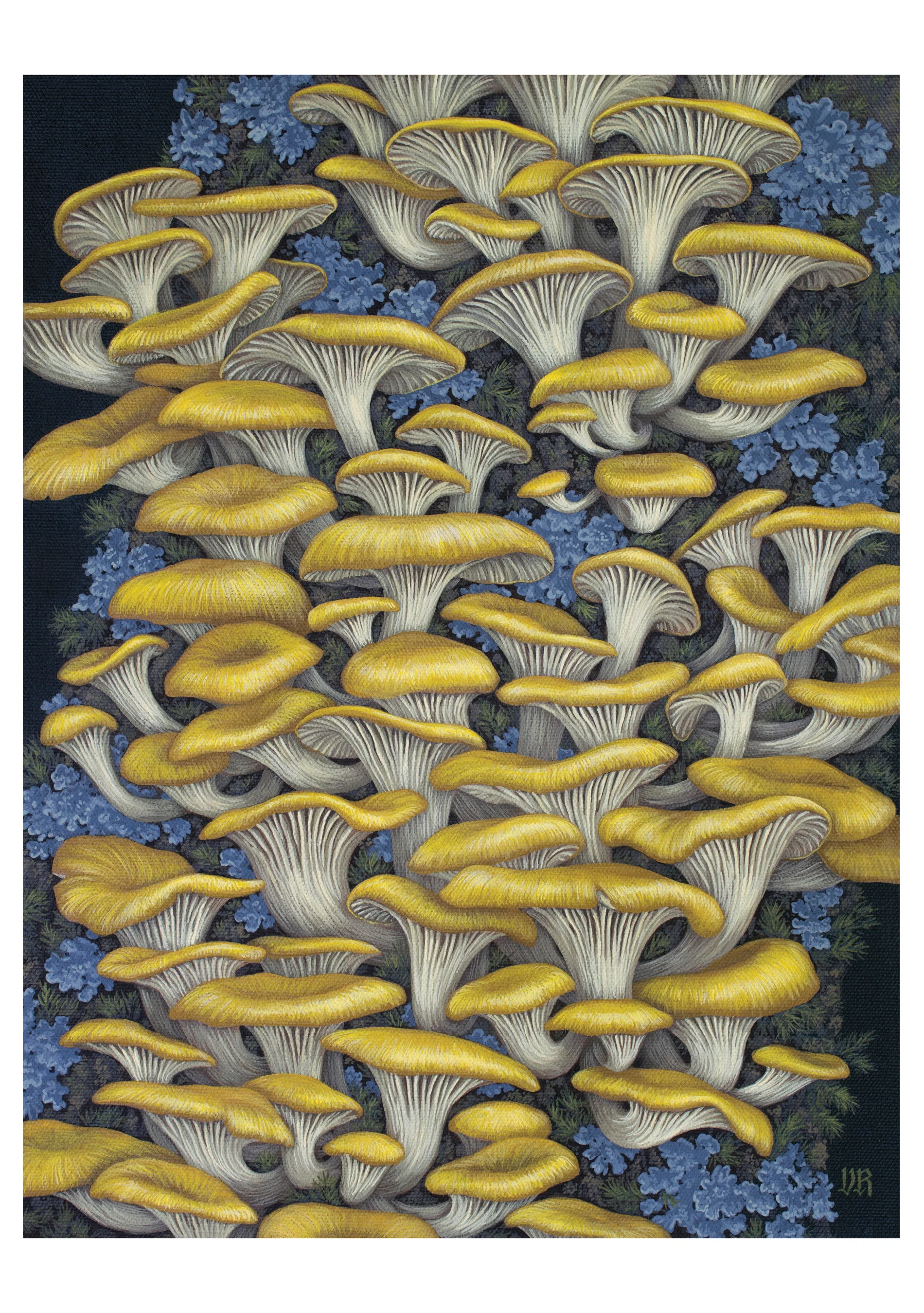 Vasilisa Romanenko: Yellow Oyster Mushrooms Notecard