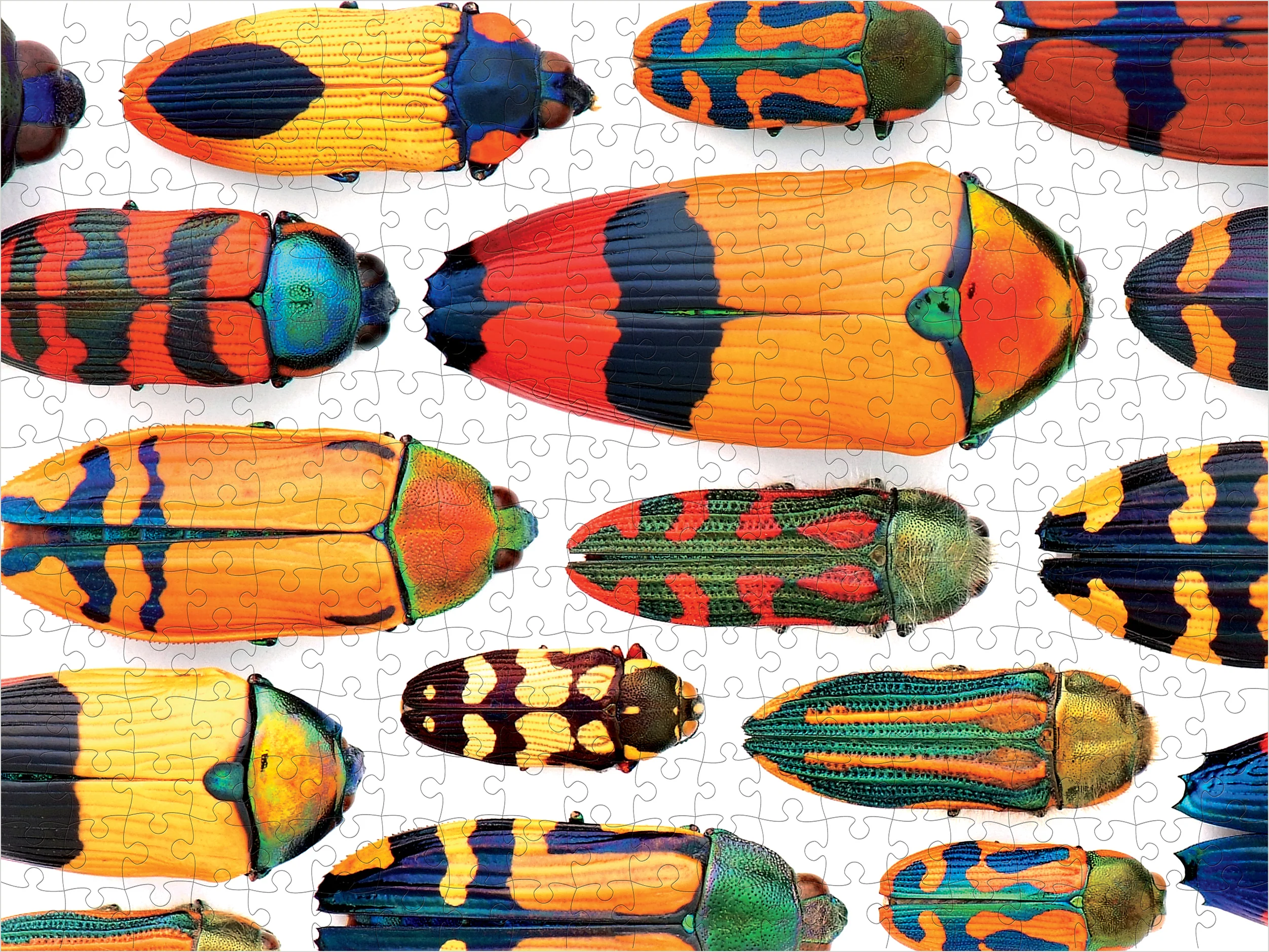 Christopher Marley: Beautiful Beetles 300-piece Jigsaw Puzzle