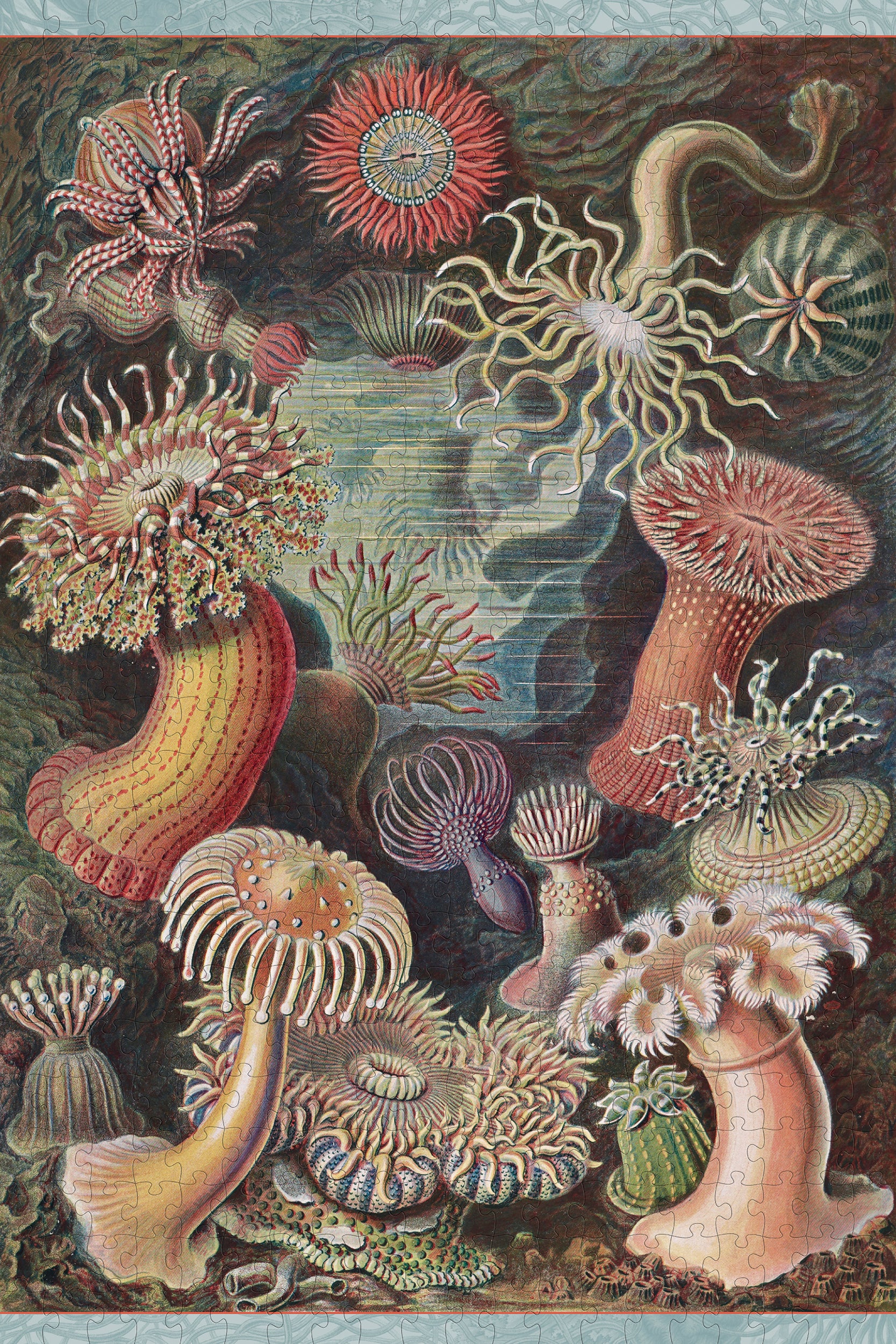 Ernst Haeckel: Sea Anemones 500-Piece Jigsaw Puzzle 2 Ernst Haeckel: Sea Anemones 500-Piece Jigsaw Puzzle