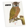 Owls Coloring Book