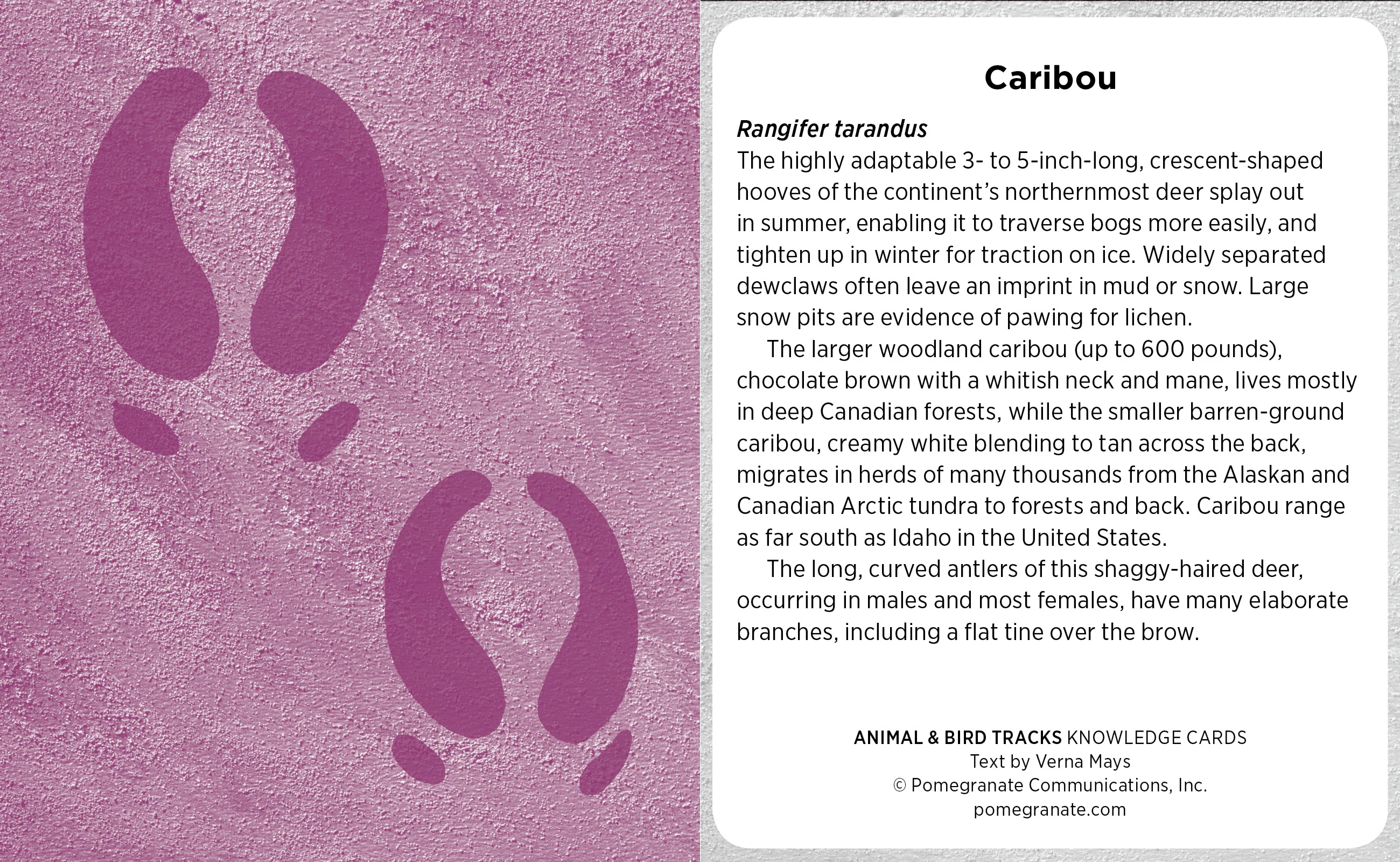 Animal & Bird Tracks: A Handy Reference for the Outdoor Detective Knowledge Cards