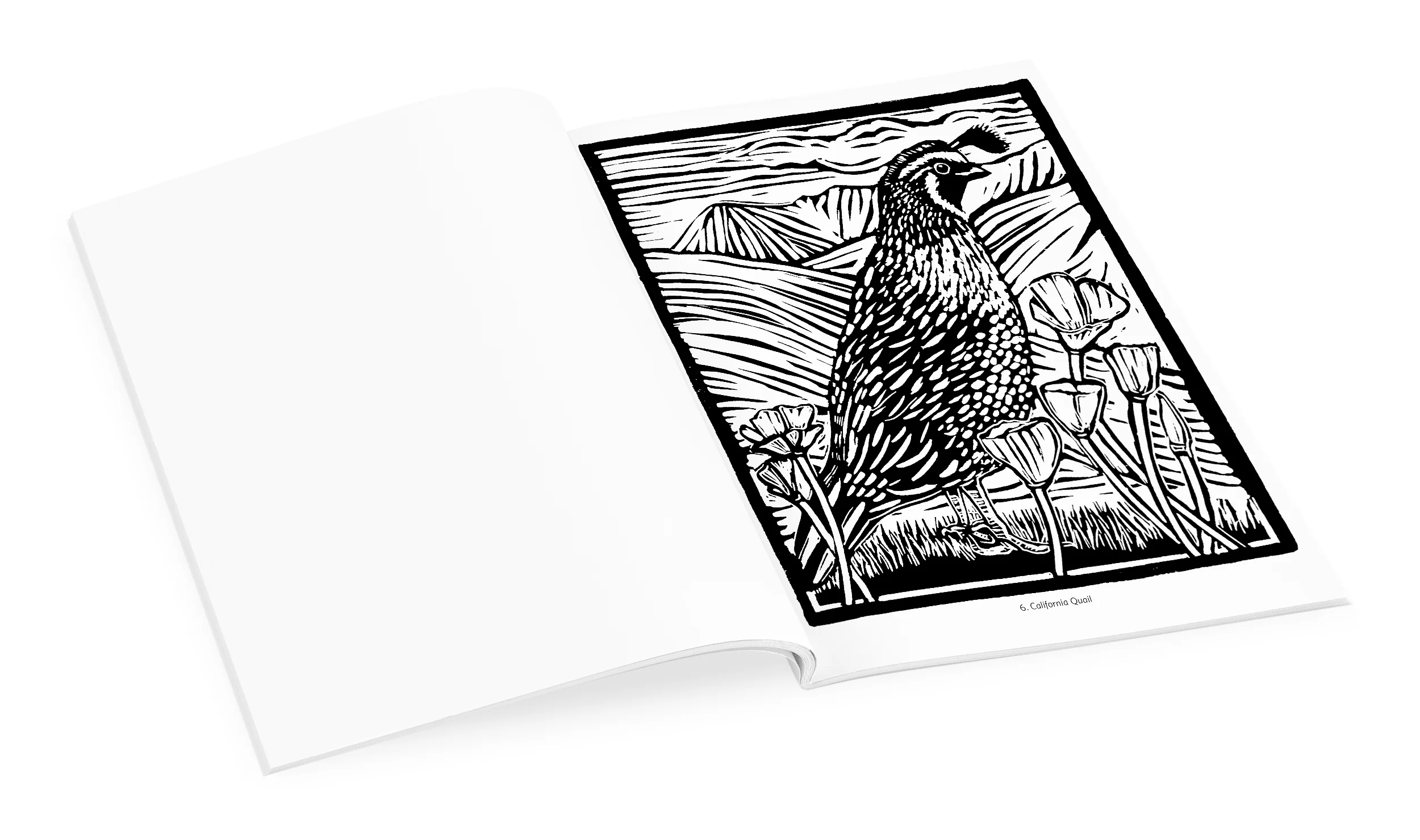 Molly Hashimoto: Birds Coloring Book 3 Molly Hashimoto: Birds Coloring Book