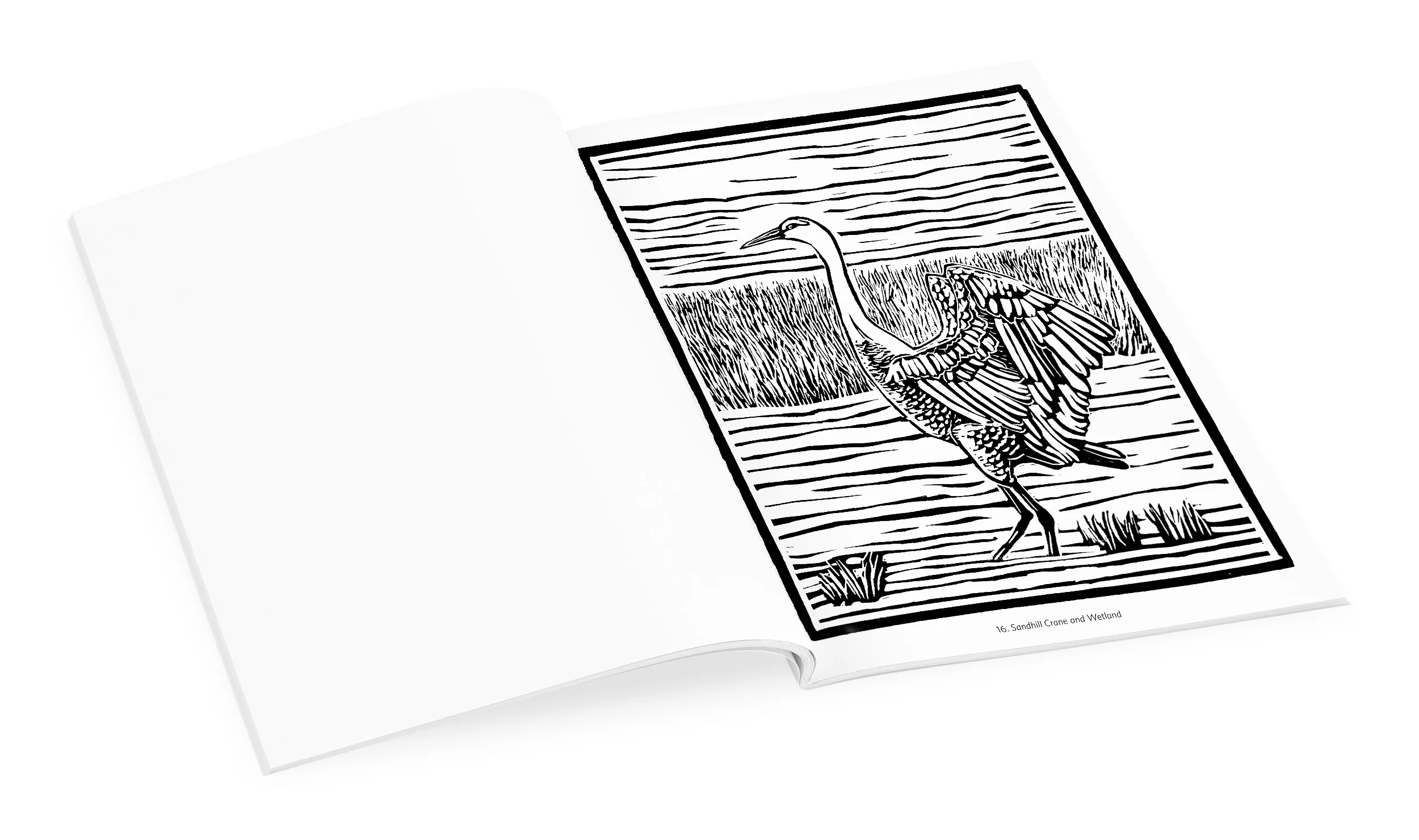 Molly Hashimoto: Birds & Other Wildlife Coloring Book 5 Molly Hashimoto: Birds & Other Wildlife Coloring Book