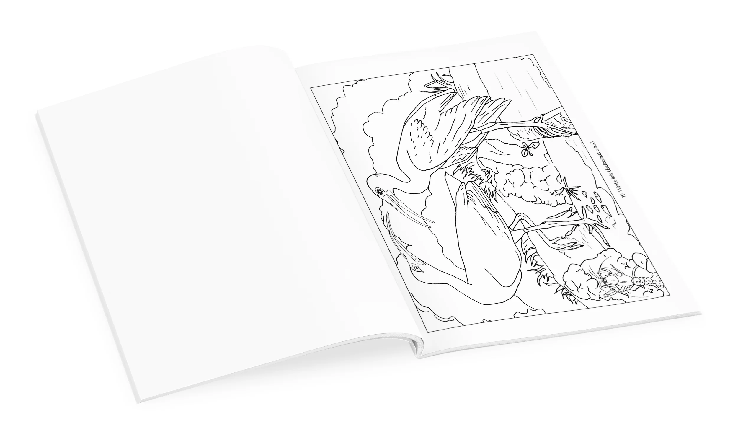 John James Audubon: Birds Coloring Book 4 John James Audubon: Birds Coloring Book