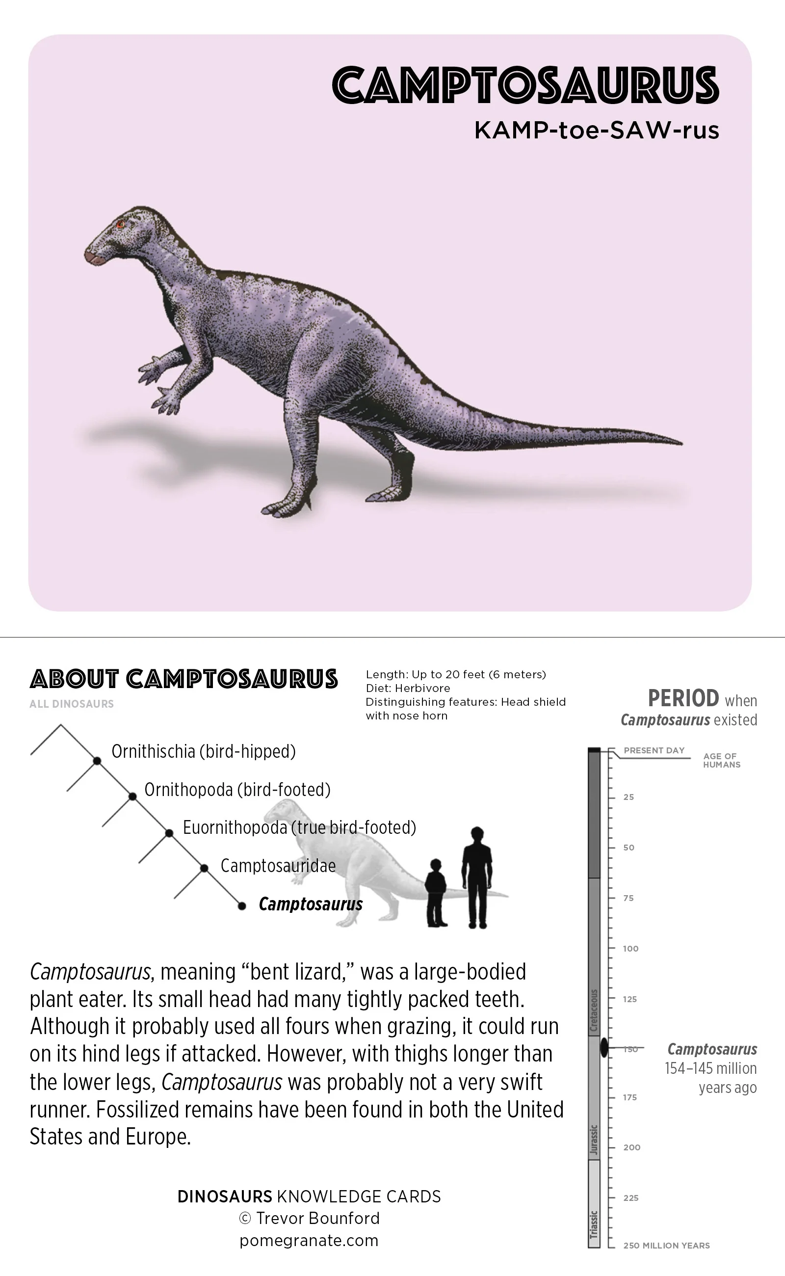 Dinosaurs Knowledge Cards