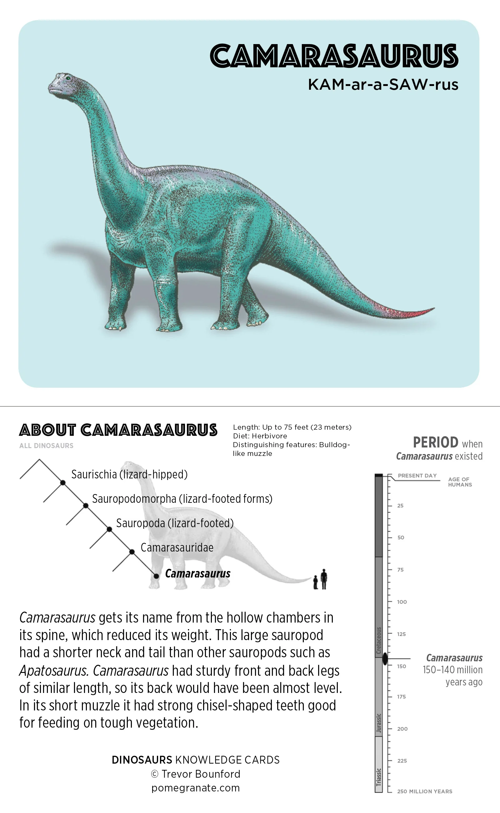 Dinosaurs Knowledge Cards 4 Dinosaurs Knowledge Cards