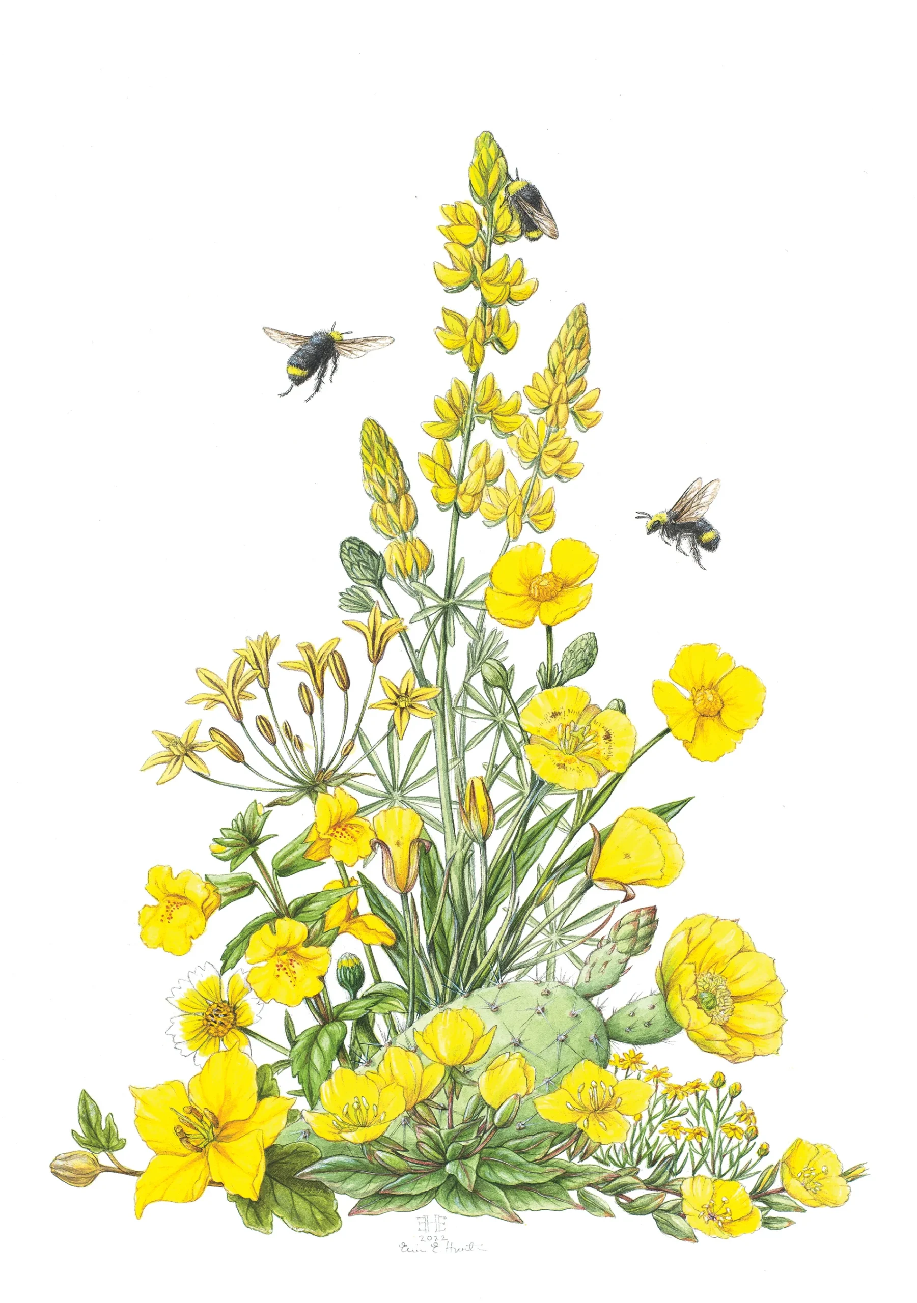 Erin E. Hunter: California Wildflowers in Yellow Notecard