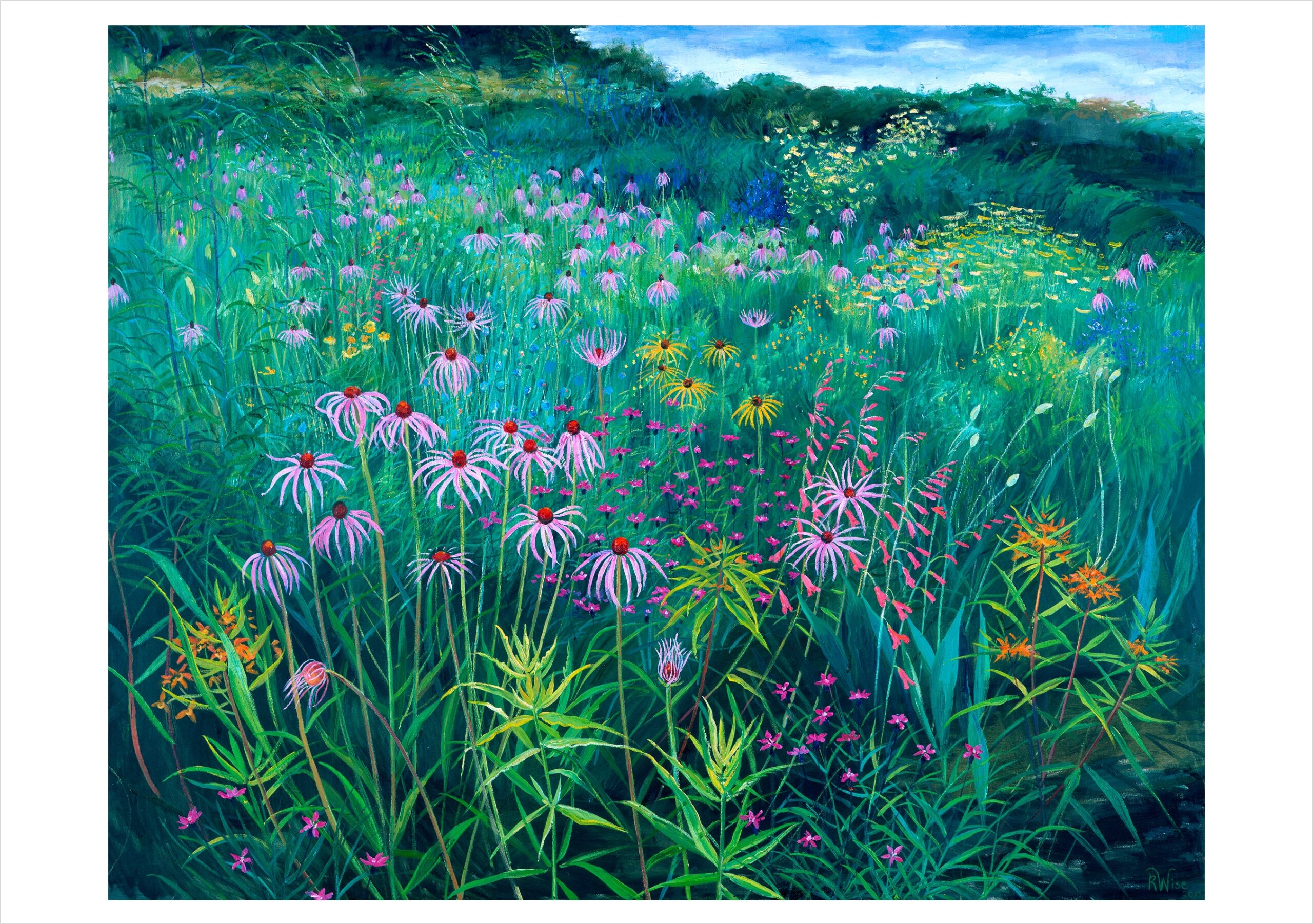 Rosalind Wise: Prairie Meadow with Echinacea Notecard
