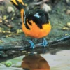 Baltimore Oriole Notecard