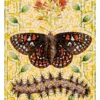 David Cohen: Taylor’s Checkerspot Birthday Card