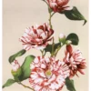 Kazumasa Ogawa: Striped Camellias Birthday Card