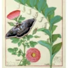 Robinet Testard: Rose, Solomon's Seal, and Moth Notecard