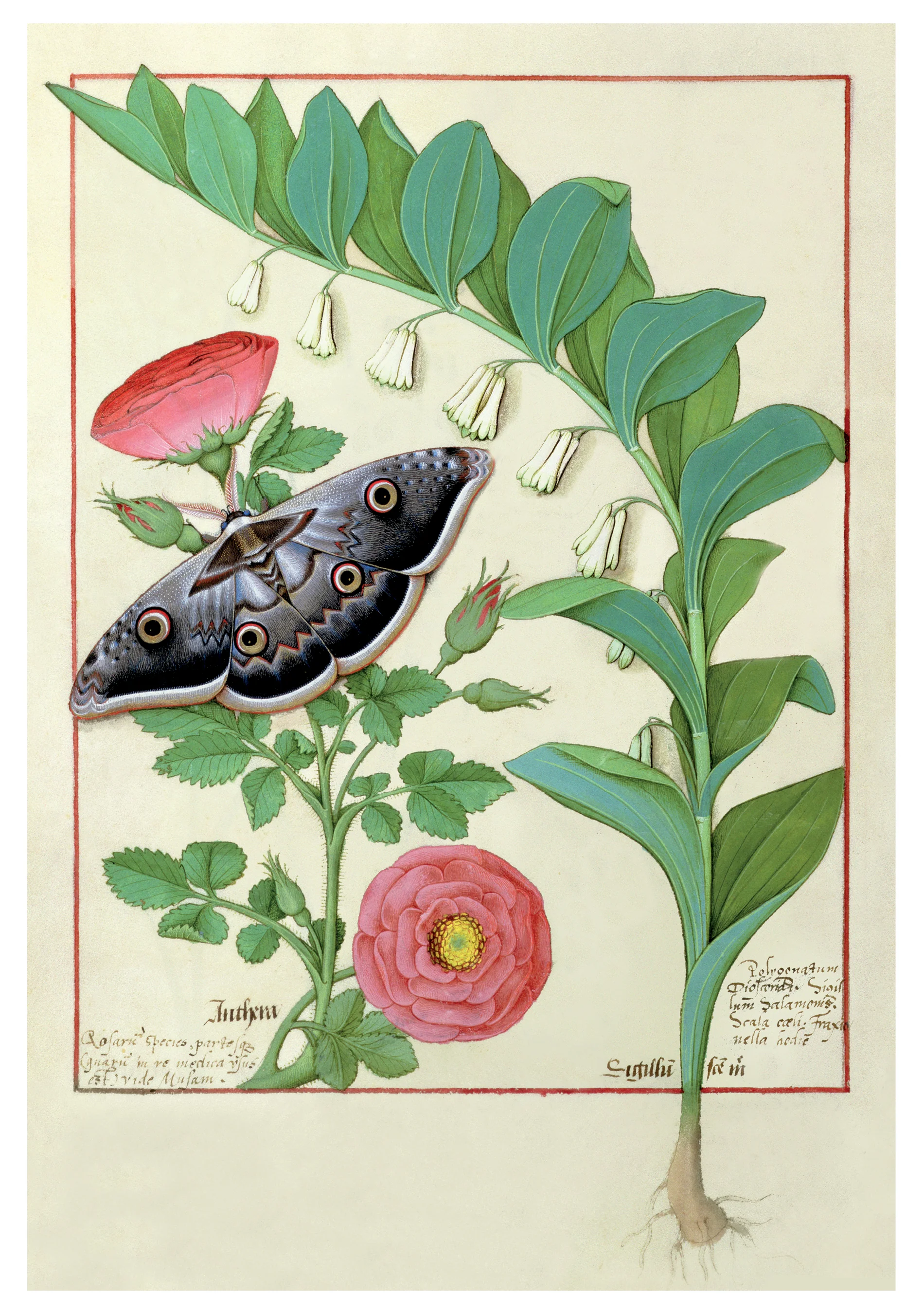Robinet Testard: Rose, Solomon's Seal, and Moth Notecard