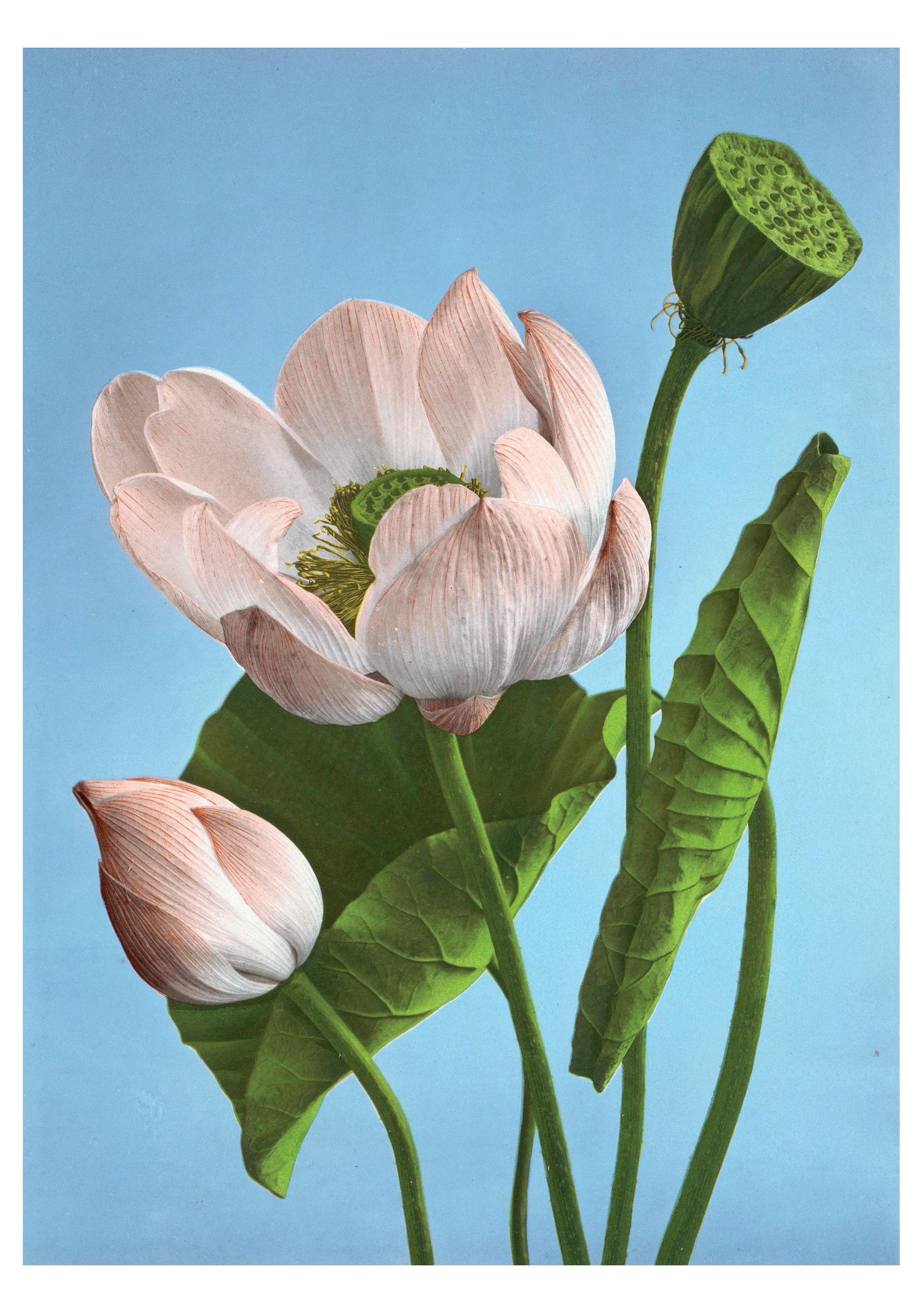 Kazumasa Ogawa: Lotuses Notecard