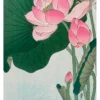 Ohara Koson (Shōson): Blooming Lotus Notecard