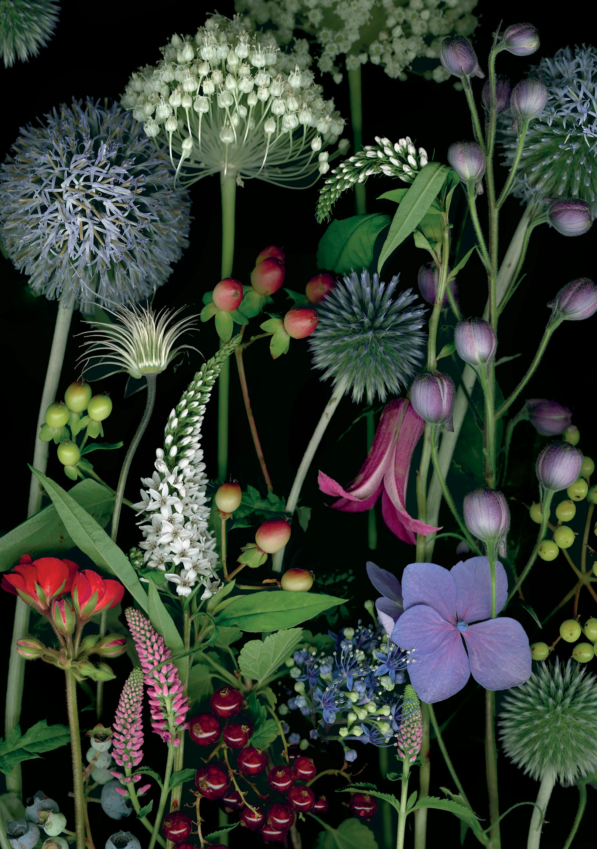 Deb Stoner: Allium, Gooseneck Loosestrife, and Red Currants Birthday Card