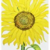 Rosalind Wise: Sunflower Birthday Card