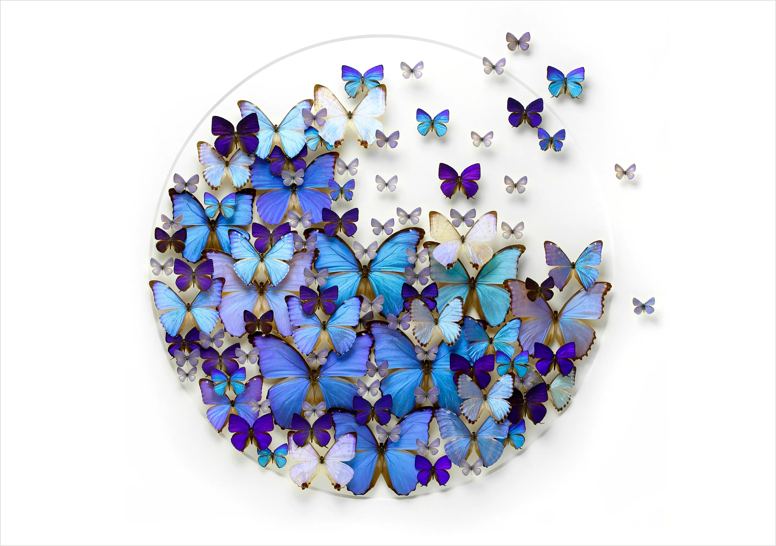 Christopher Marley: Cerulean Genesis Birthday Card