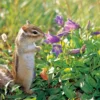 Siberian Chipmunk Notecard