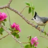 Black-Crested Titmouse Notecard