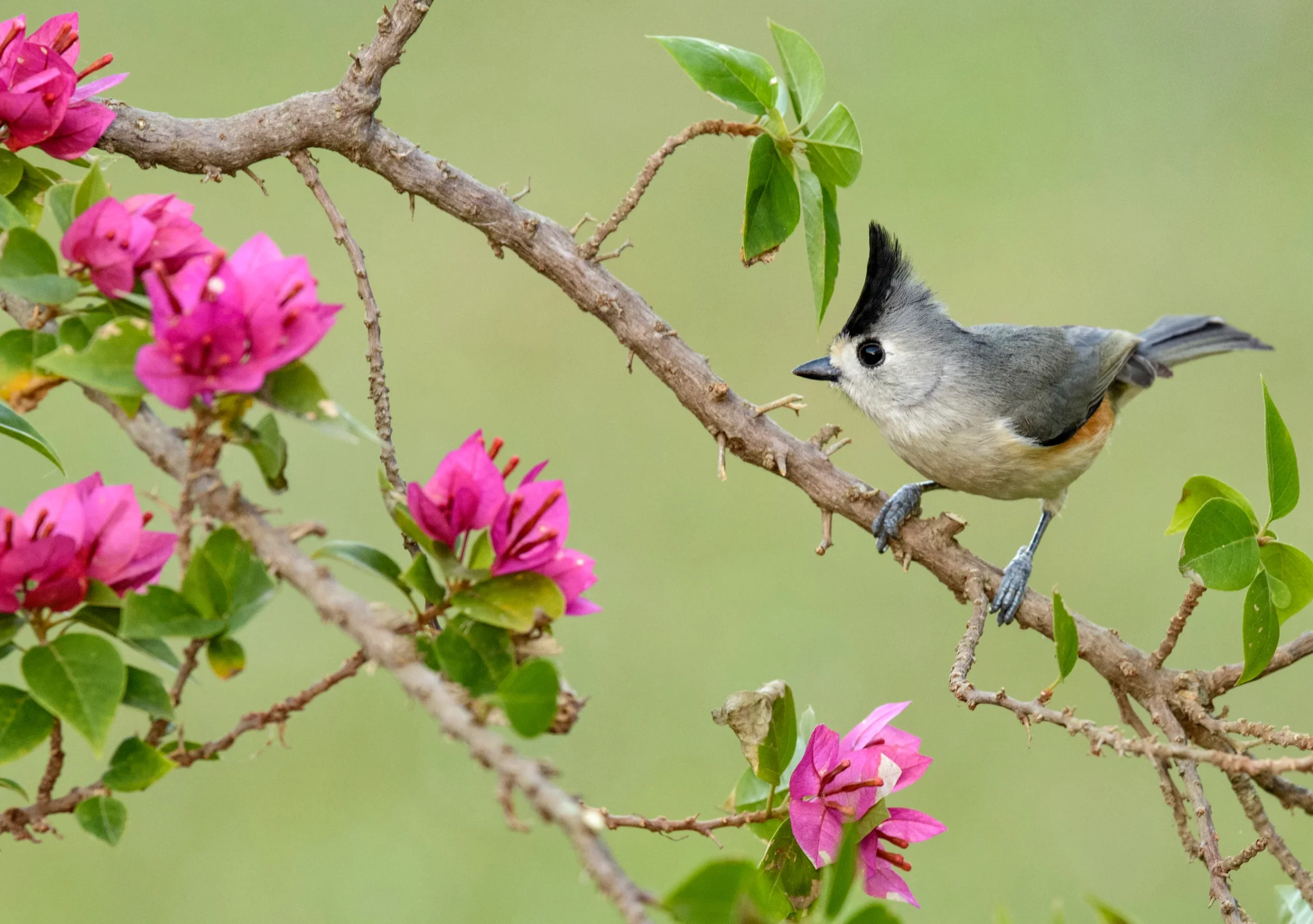 Black-Crested Titmouse Notecard