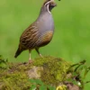 California Quail Notecard