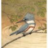 Maurice R. Bebb: Belted Kingfisher Birthday Card
