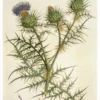 Cynara horrida Notecard