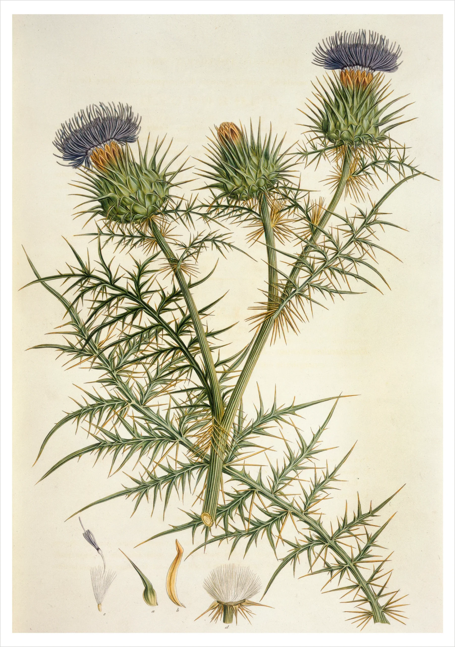 Cynara horrida Notecard