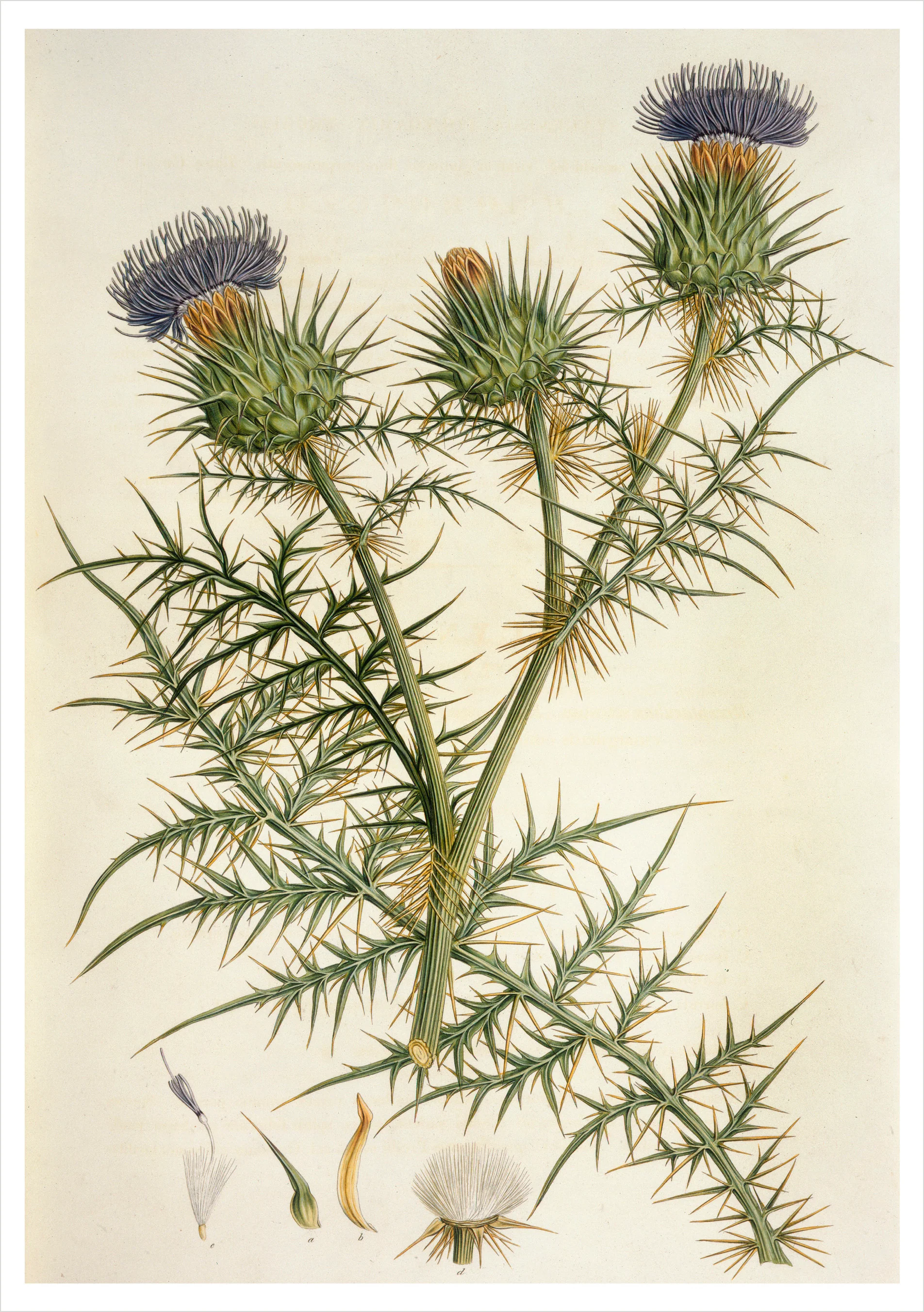 Cynara horrida Notecard
