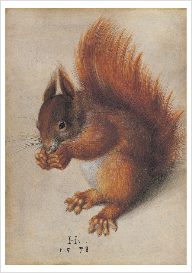 Hans Hoffmann: Red Squirrel Notecard