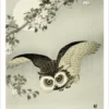 Ohara Koson (Shōson): Scops Owl, Cherry Blossoms and Moon Notecard